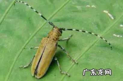 夏天的昆虫常见有哪些?夏天的昆虫他们都在干什么