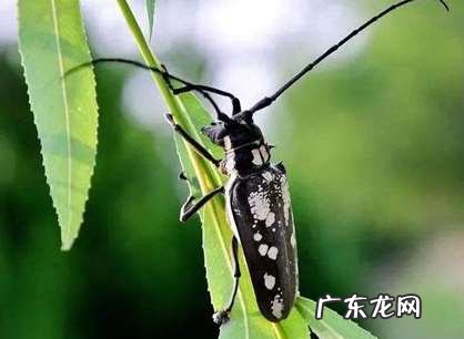 夏天的昆虫常见有哪些?夏天的昆虫他们都在干什么