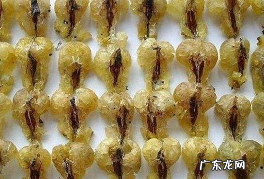 蛤蟆油的功效与作用 蛤蟆油的禁忌