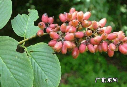 勾儿茶的功效和副作用