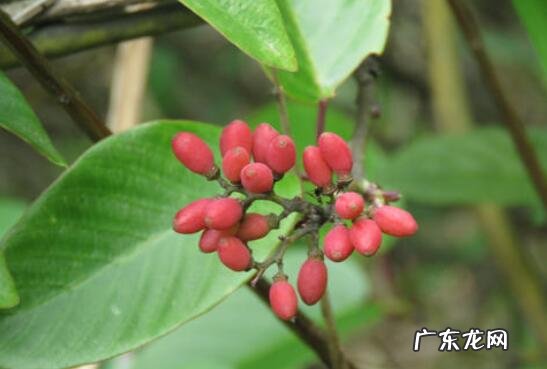 勾儿茶的功效和副作用