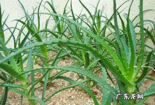 生吃龙爪的功效与作用 生吃龙爪的坏处和好处