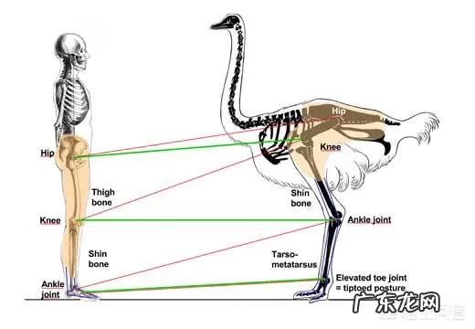 鸵鸟遇到危险为什么会把头扎进土里?