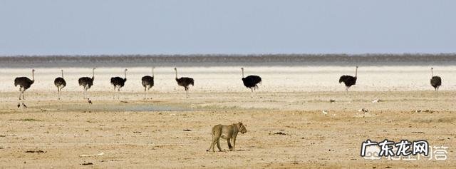 鸵鸟遇到危险为什么会把头扎进土里?