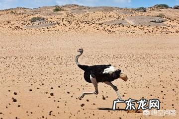 鸵鸟遇到危险为什么会把头扎进土里?