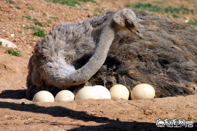 鸵鸟遇到危险为什么会把头扎进土里?