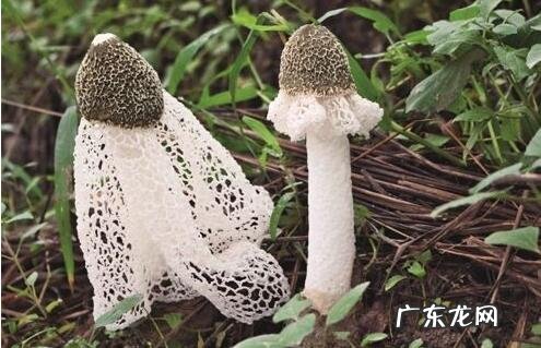 竹荪的功效与作用 竹荪的禁忌