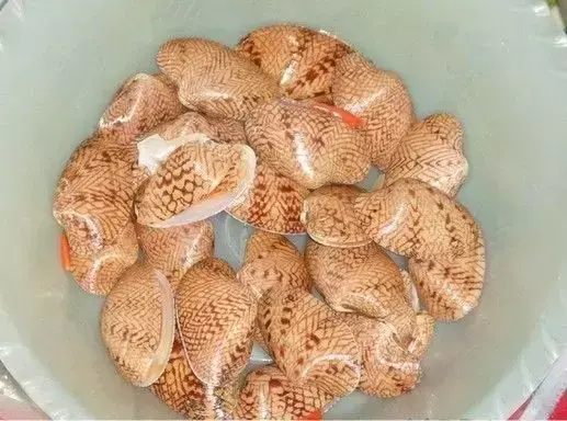 海里的贝类图片及名称 深海贝类有哪些