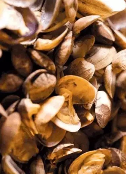 海里的贝类图片及名称 深海贝类有哪些