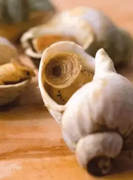 海里的贝类图片及名称 深海贝类有哪些