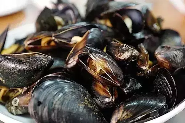 海里的贝类图片及名称 深海贝类有哪些