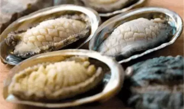 海里的贝类图片及名称 深海贝类有哪些