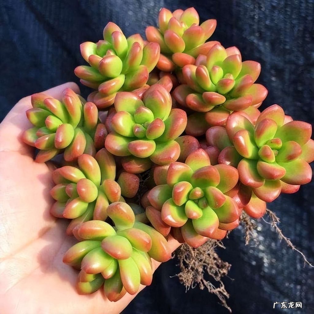 将红色多肉养的更红的方法 自己养的多肉为什么会变红