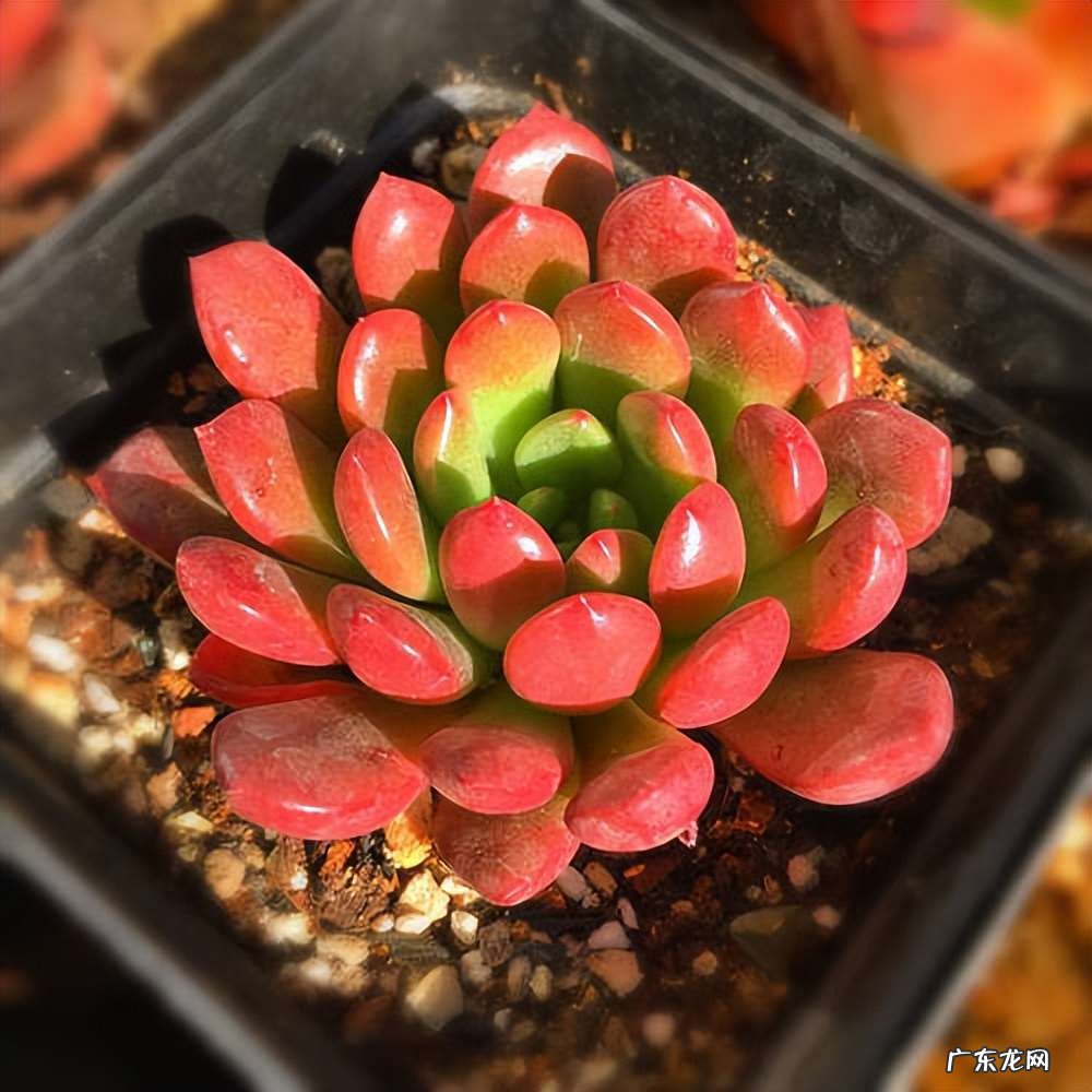 将红色多肉养的更红的方法 自己养的多肉为什么会变红