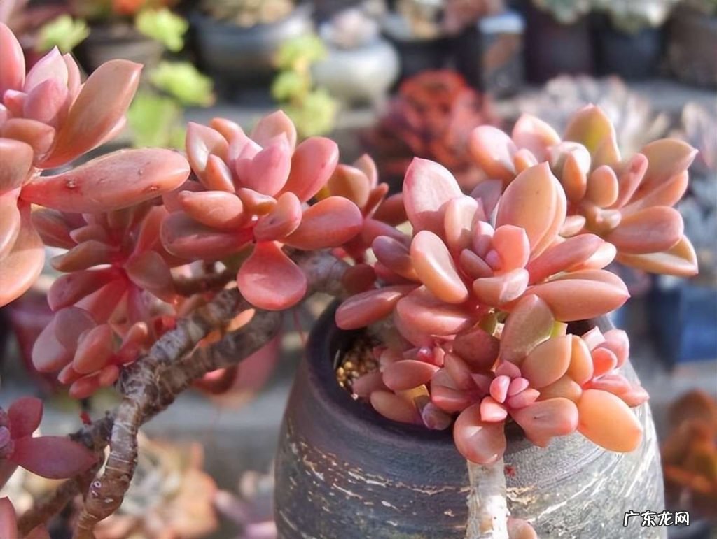 将红色多肉养的更红的方法 自己养的多肉为什么会变红