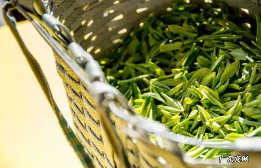 哪种茶刮油减肥效果好 好喝的刮油减脂茶有哪些