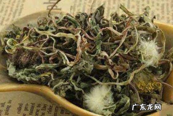 炒蒲公英和不炒区别 蒲公英的功效