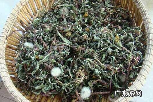 炒蒲公英和不炒区别 蒲公英的功效