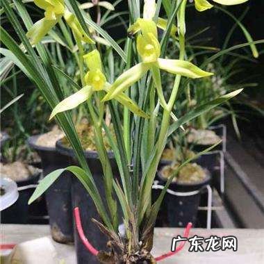 在野外怎么区分兰草品种 兰花品种鉴别图谱方法