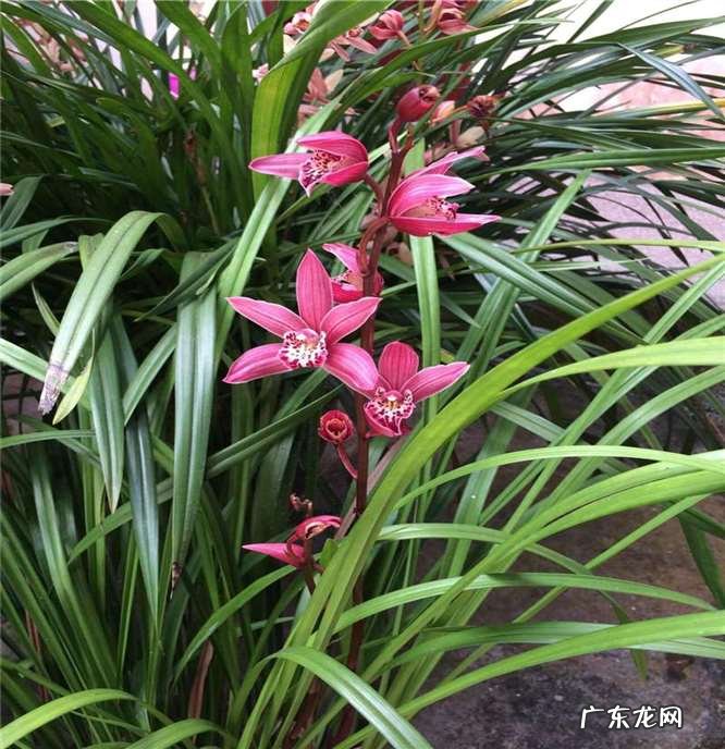 在野外怎么区分兰草品种 兰花品种鉴别图谱方法