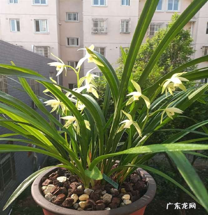 在野外怎么区分兰草品种 兰花品种鉴别图谱方法