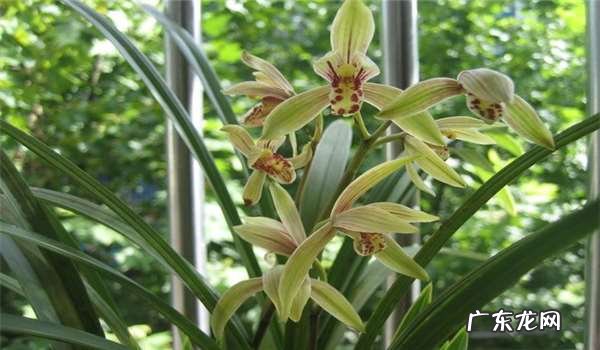 在野外怎么区分兰草品种 兰花品种鉴别图谱方法