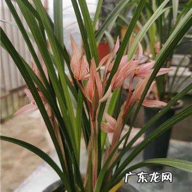 在野外怎么区分兰草品种 兰花品种鉴别图谱方法