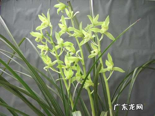 在野外怎么区分兰草品种 兰花品种鉴别图谱方法