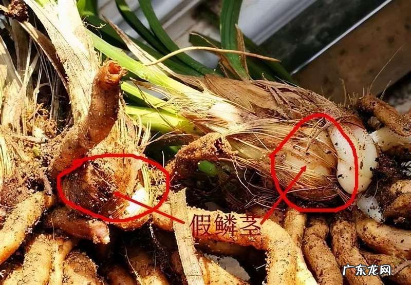 在野外怎么区分兰草品种 兰花品种鉴别图谱方法