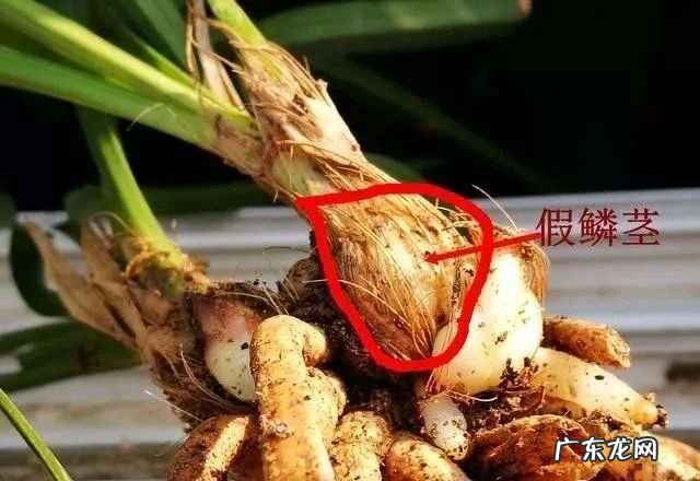 在野外怎么区分兰草品种 兰花品种鉴别图谱方法