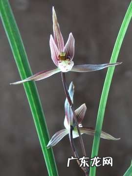 在野外怎么区分兰草品种 兰花品种鉴别图谱方法