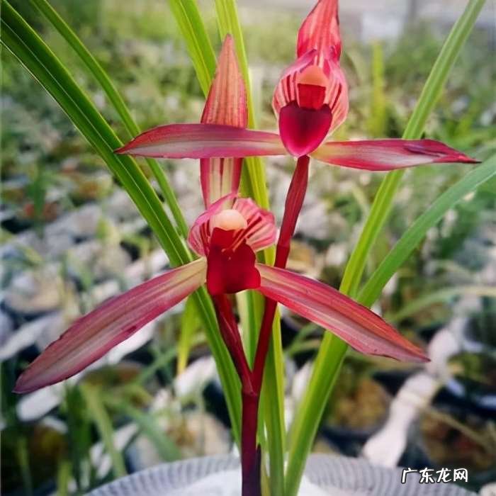 在野外怎么区分兰草品种 兰花品种鉴别图谱方法