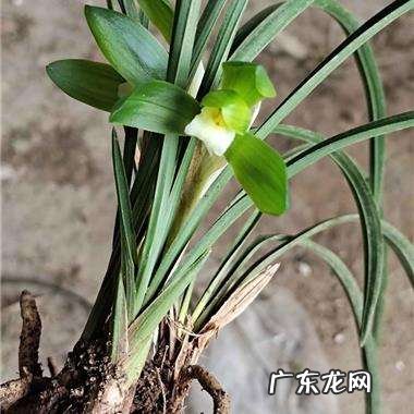 在野外怎么区分兰草品种 兰花品种鉴别图谱方法