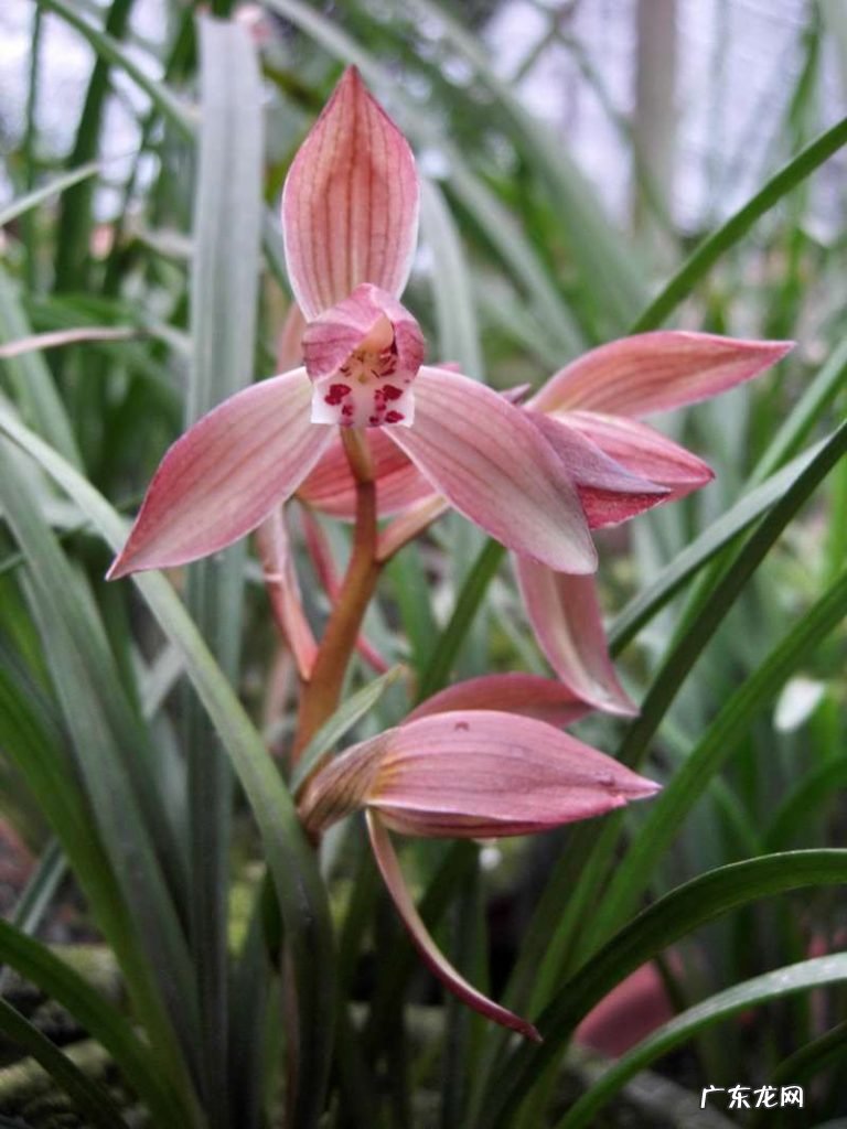 在野外怎么区分兰草品种 兰花品种鉴别图谱方法