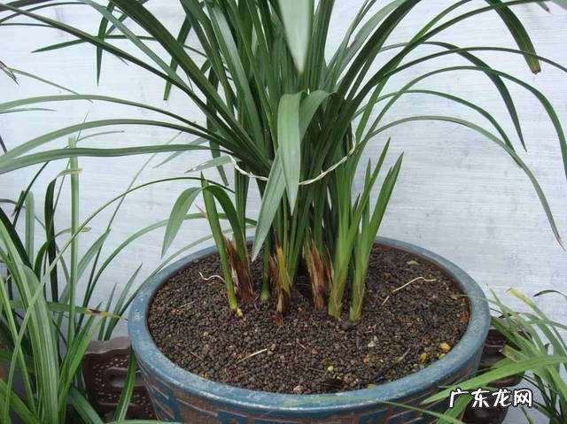 在野外怎么区分兰草品种 兰花品种鉴别图谱方法