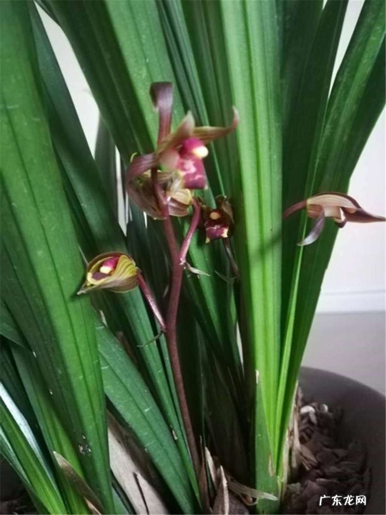 在野外怎么区分兰草品种 兰花品种鉴别图谱方法