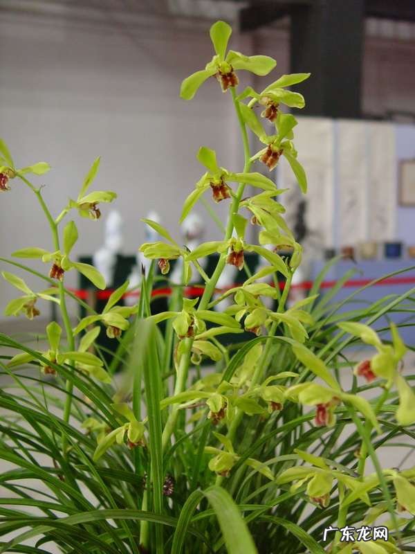 在野外怎么区分兰草品种 兰花品种鉴别图谱方法