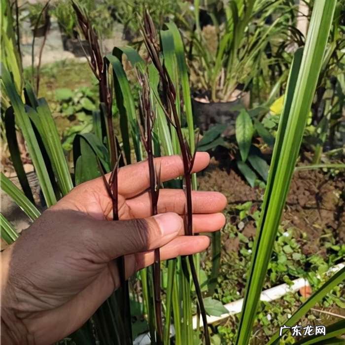 在野外怎么区分兰草品种 兰花品种鉴别图谱方法