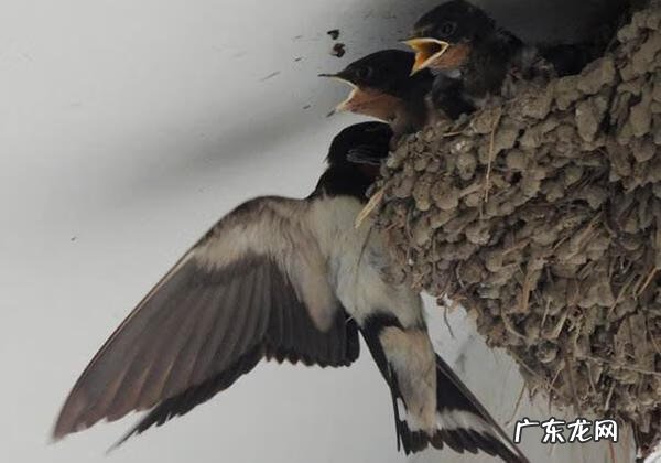 燕子搭窝也看风水 燕子在大厅正中的风水