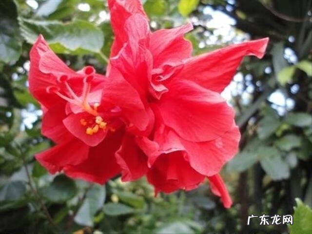 扶桑花家里养能吉祥吗 扶桑花栽种风水禁忌