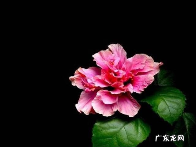 扶桑花家里养能吉祥吗 扶桑花栽种风水禁忌