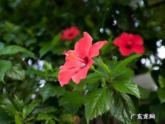 扶桑花家里养能吉祥吗 扶桑花栽种风水禁忌