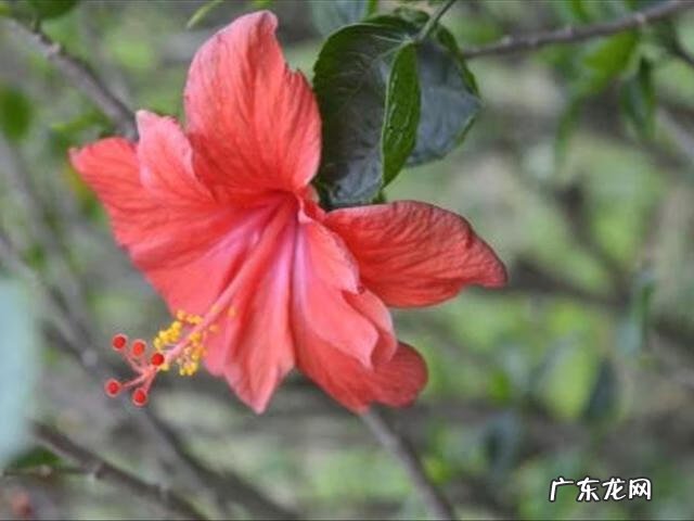 扶桑花家里养能吉祥吗 扶桑花栽种风水禁忌