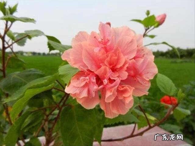 扶桑花家里养能吉祥吗 扶桑花栽种风水禁忌