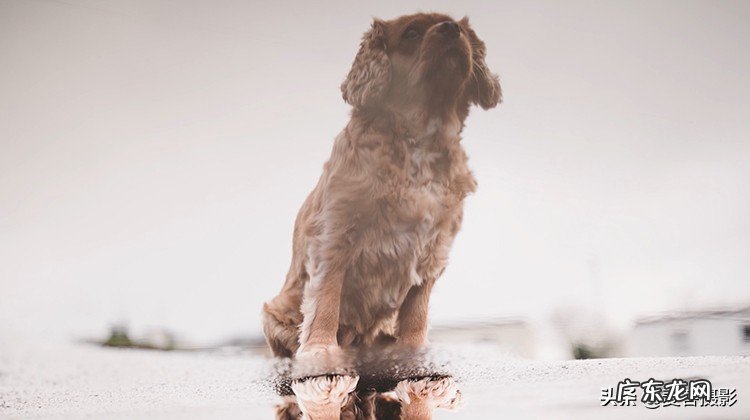 怎样给短毛狗拍照更好看 11个惊人的短毛狗摄影技巧