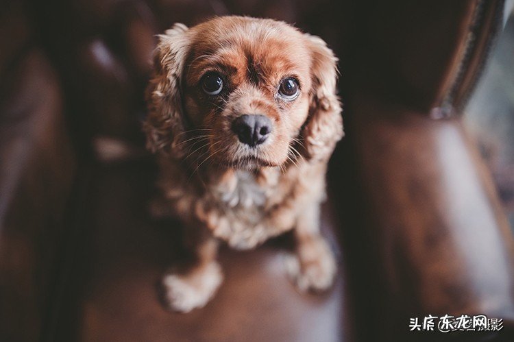 怎样给短毛狗拍照更好看 11个惊人的短毛狗摄影技巧