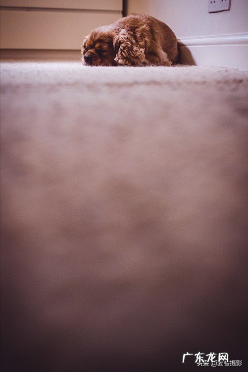 怎样给短毛狗拍照更好看 11个惊人的短毛狗摄影技巧