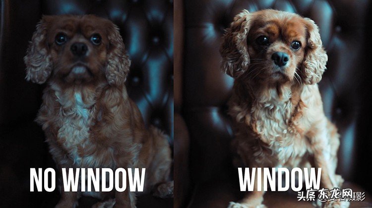 怎样给短毛狗拍照更好看 11个惊人的短毛狗摄影技巧