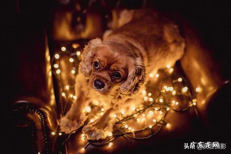怎样给短毛狗拍照更好看 11个惊人的短毛狗摄影技巧