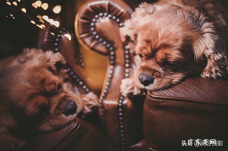 怎样给短毛狗拍照更好看 11个惊人的短毛狗摄影技巧
